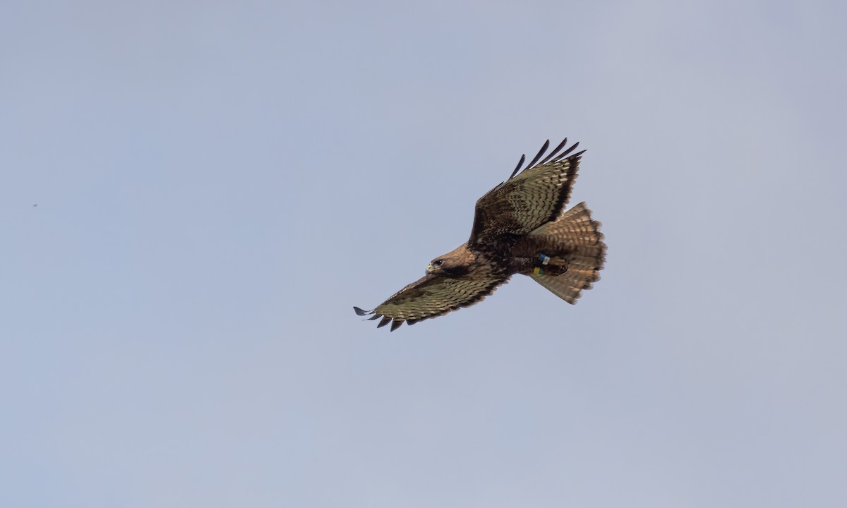 Red-tailed Hawk (calurus/alascensis) - ML620303231