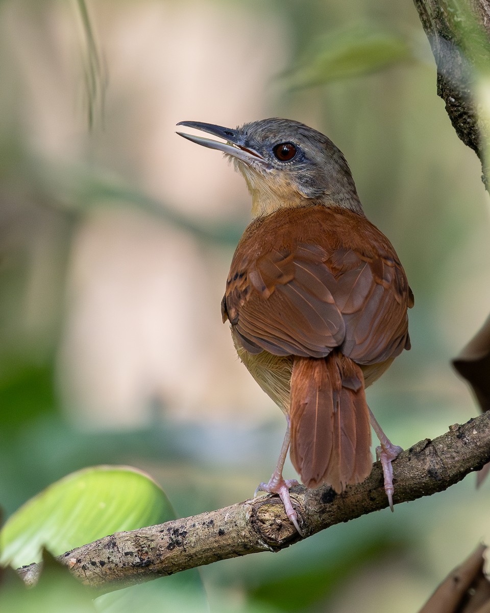 White-bellied Antbird - ML620303236