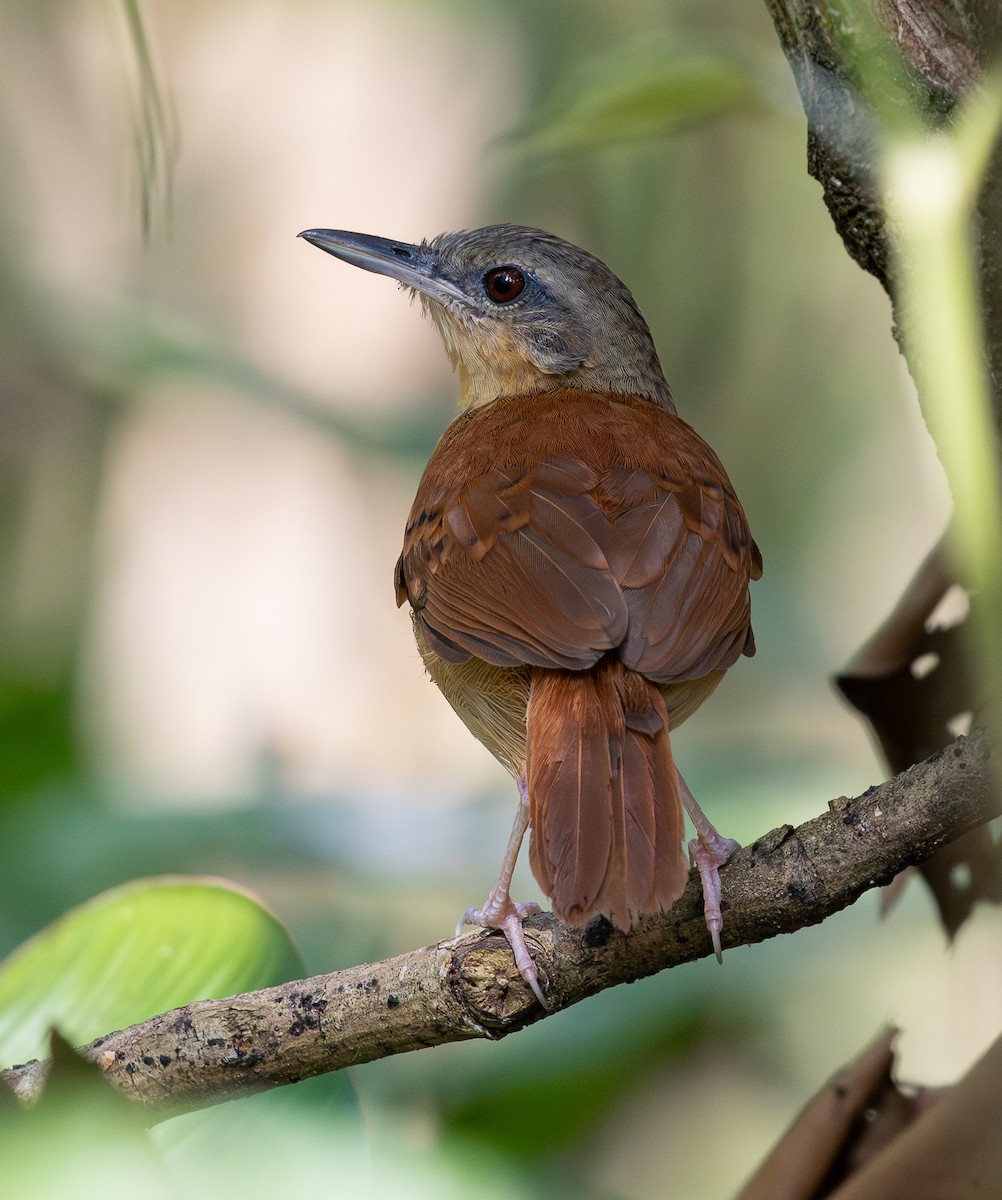 White-bellied Antbird - ML620303237