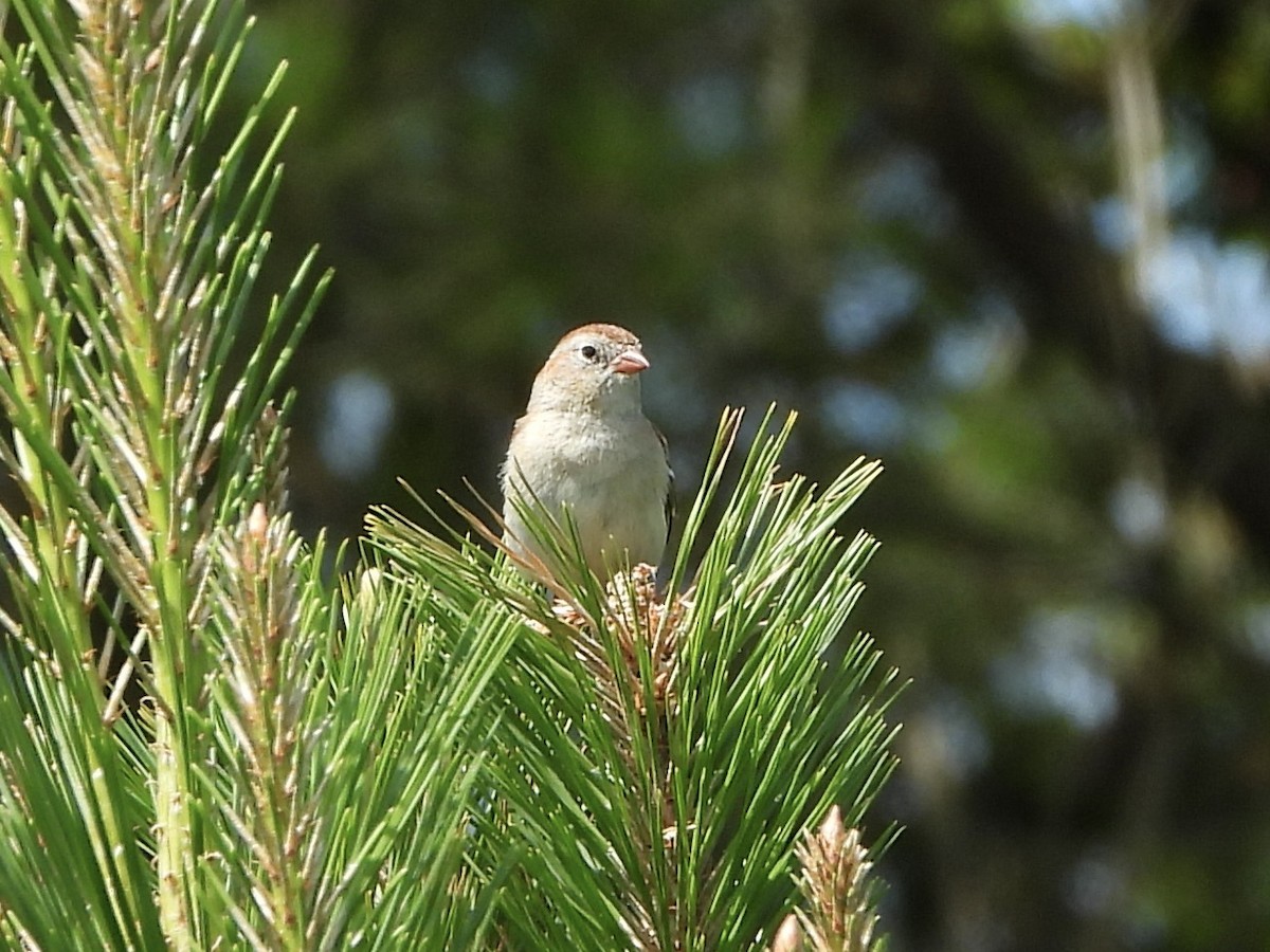 Field Sparrow - ML620303244
