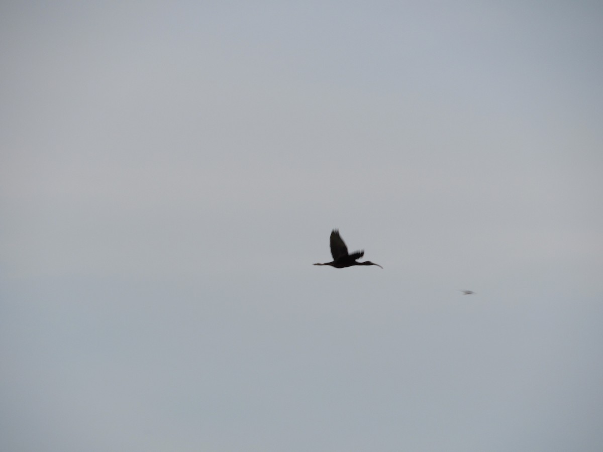 Glossy Ibis - ML620303246