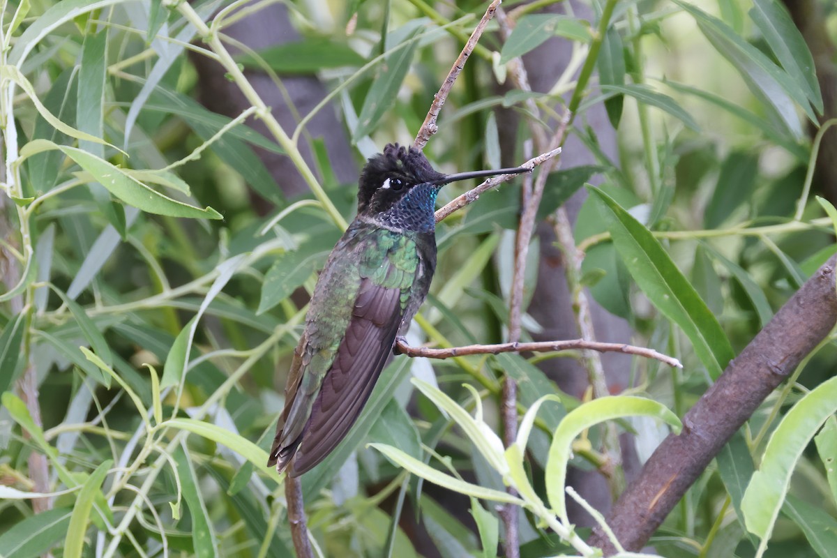 Rivoli's Hummingbird - ML620303247