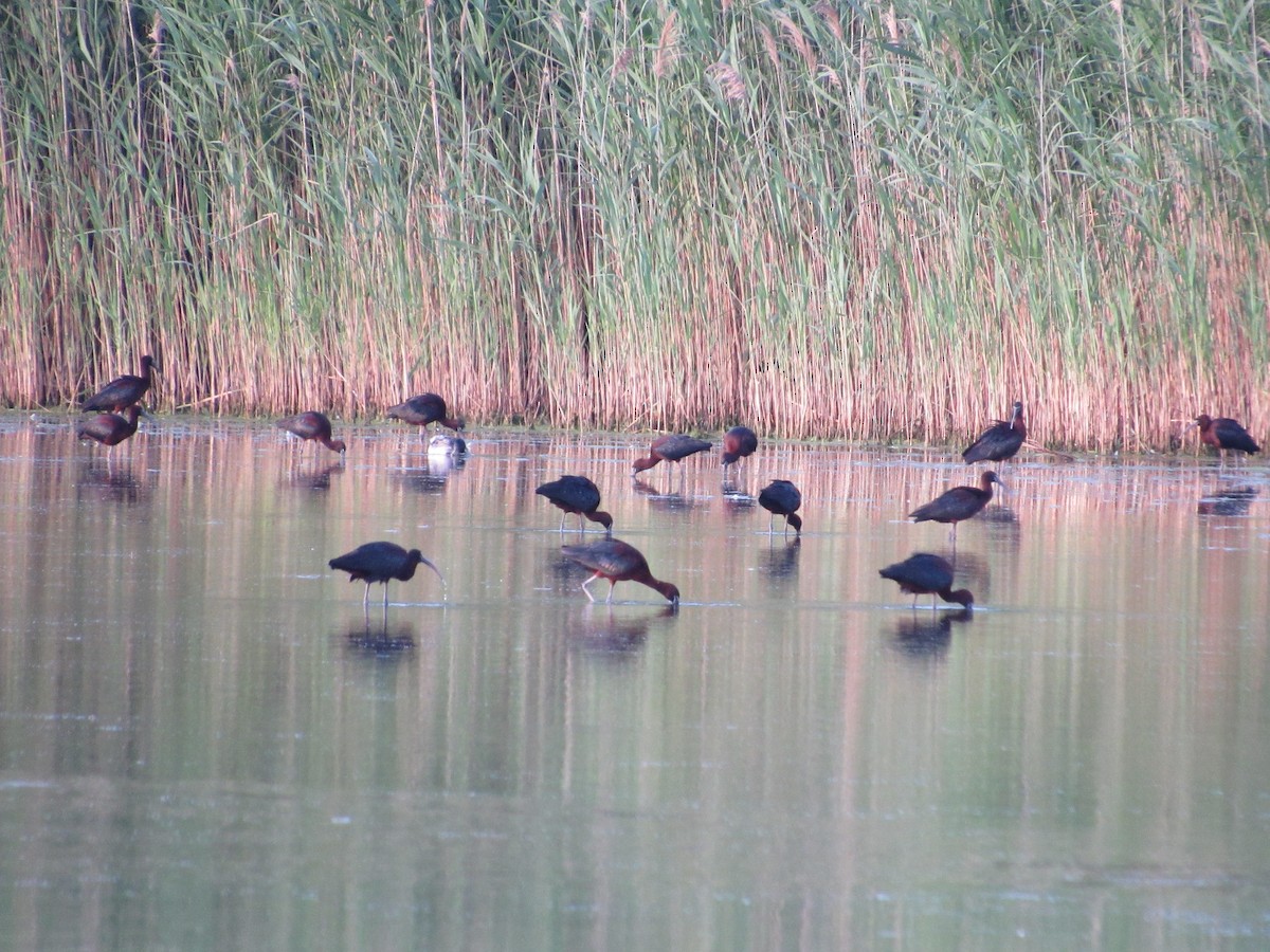 Glossy Ibis - ML620303249