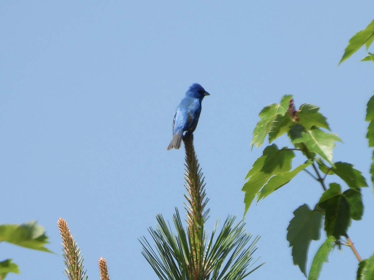 Indigo Bunting - Karen & Tom Beatty