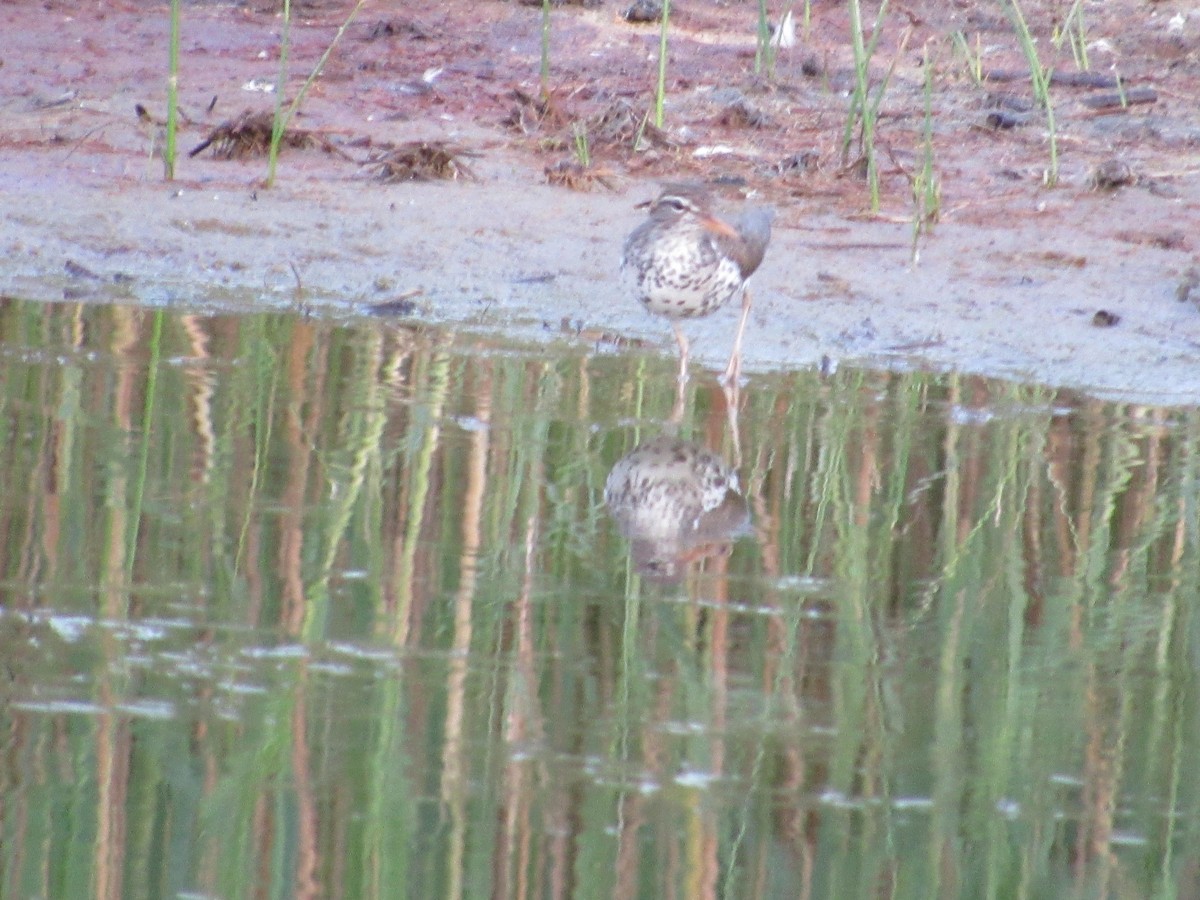 Spotted Sandpiper - ML620303253