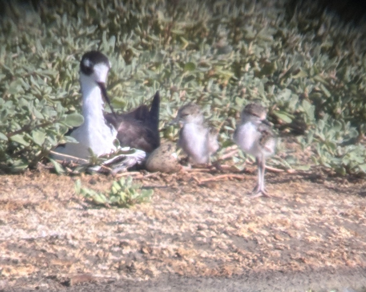 Black-necked Stilt - ML620303263