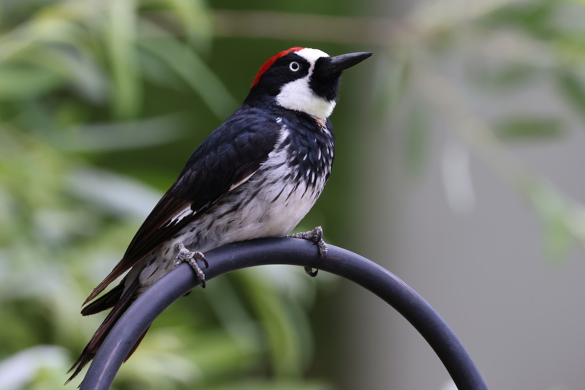 Acorn Woodpecker - ML620303266