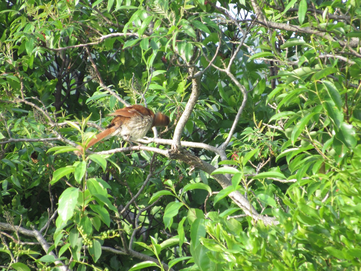 Brown Thrasher - ML620303273