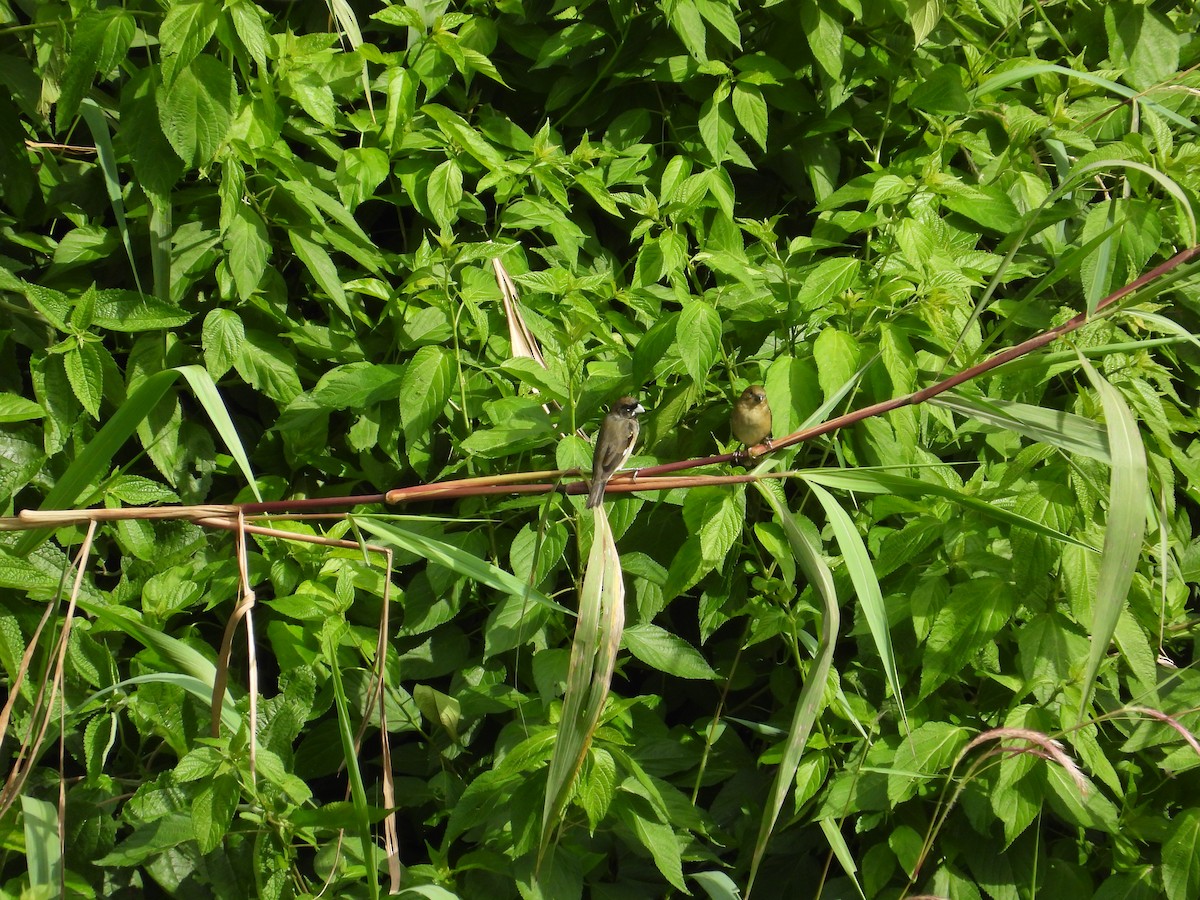 Yellow-bellied Seedeater - ML620303275