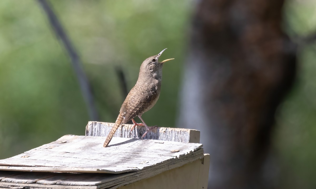 House Wren (Northern) - ML620303278