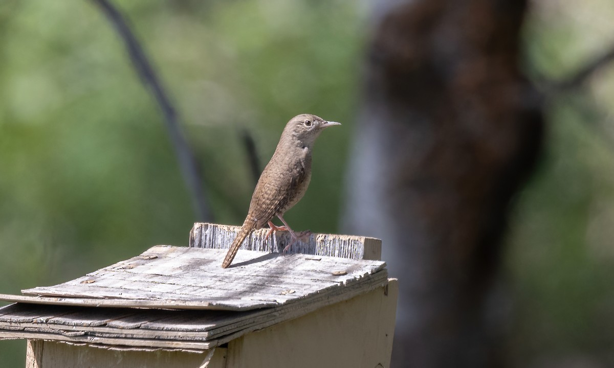 House Wren (Northern) - ML620303279