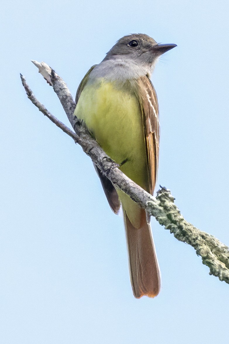 Great Crested Flycatcher - ML620303288