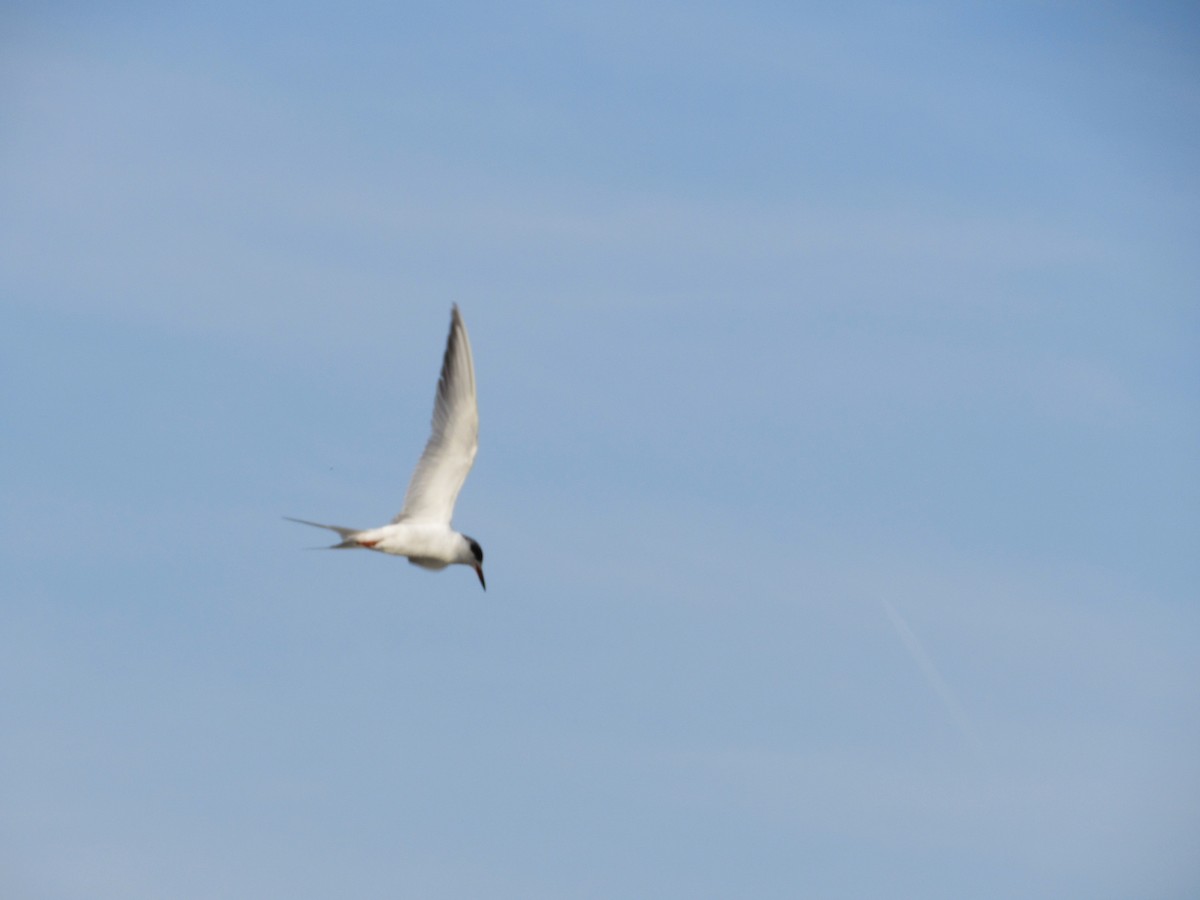Common Tern - ML620303289