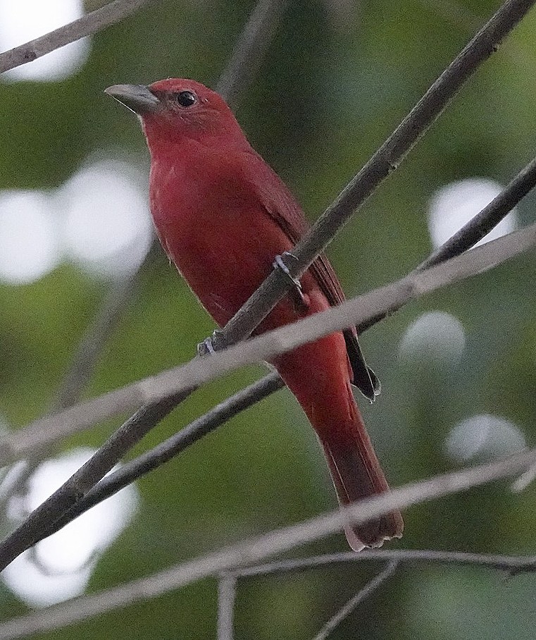 Hepatic Tanager - ML620303298