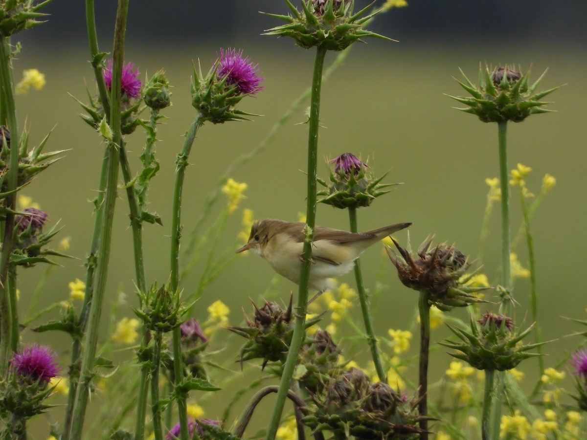 Marsh Warbler - ML620303299