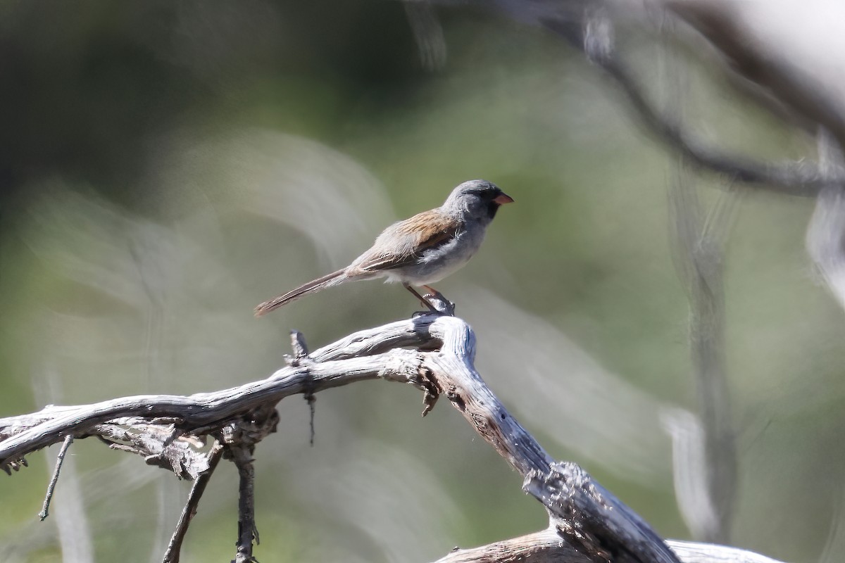 Black-chinned Sparrow - ML620303304