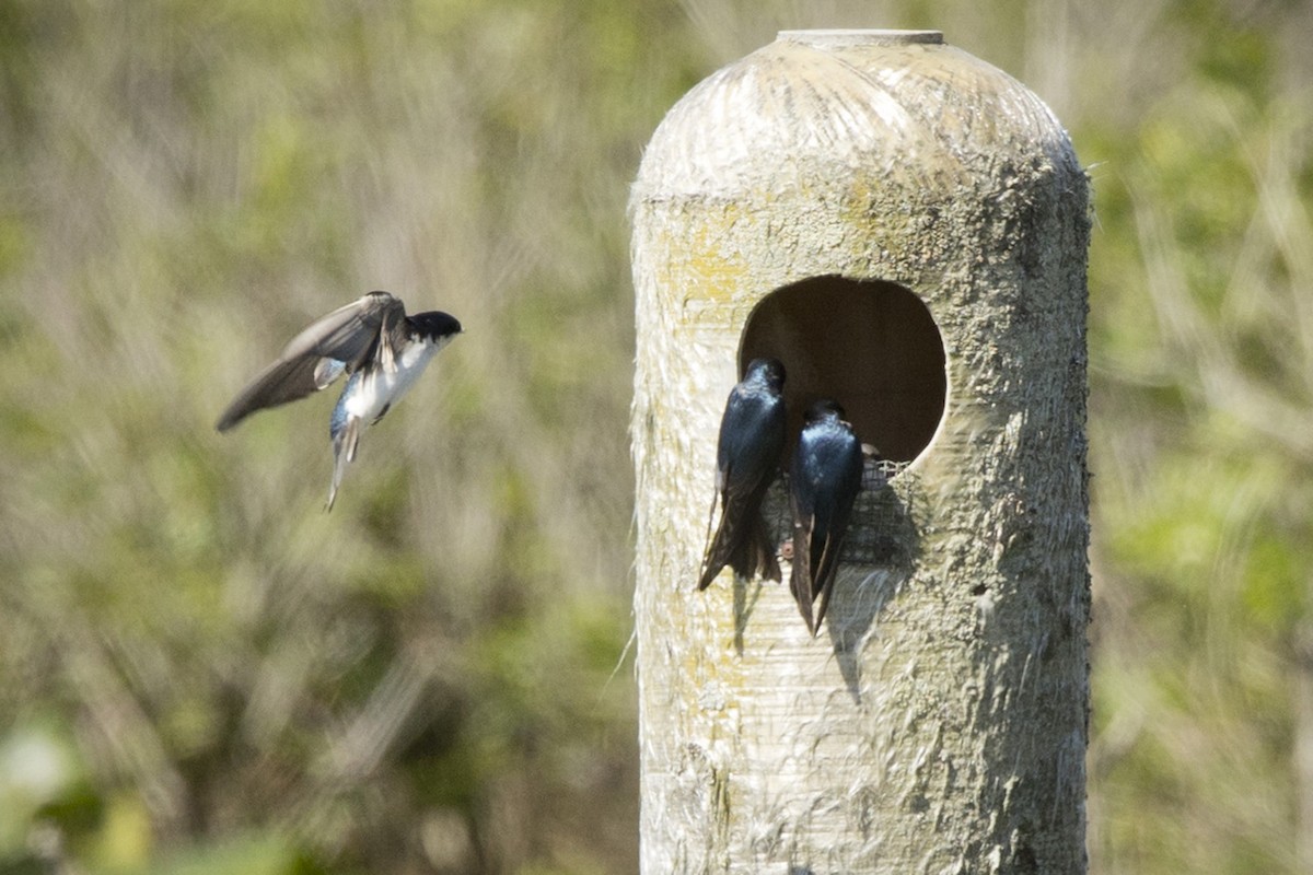 Golondrina Bicolor - ML620303308