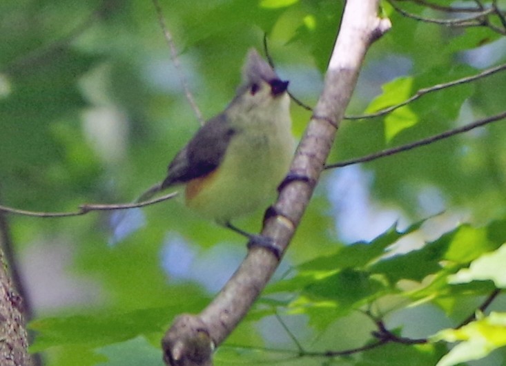 Tufted Titmouse - ML620303310