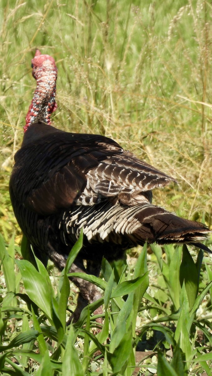 Wild Turkey - ML620303311