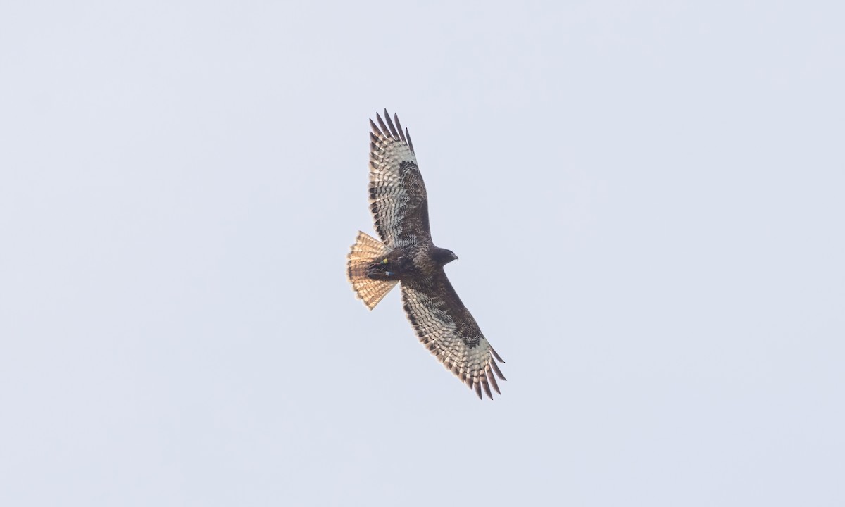 Buse à queue rousse (calurus/alascensis) - ML620303314