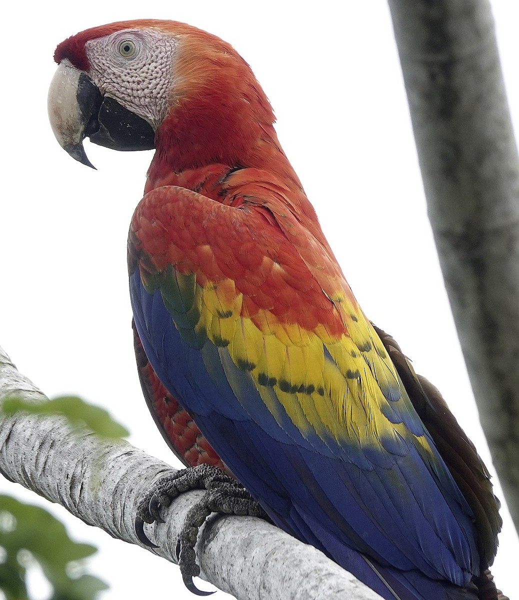 Scarlet Macaw - edgar cleijne