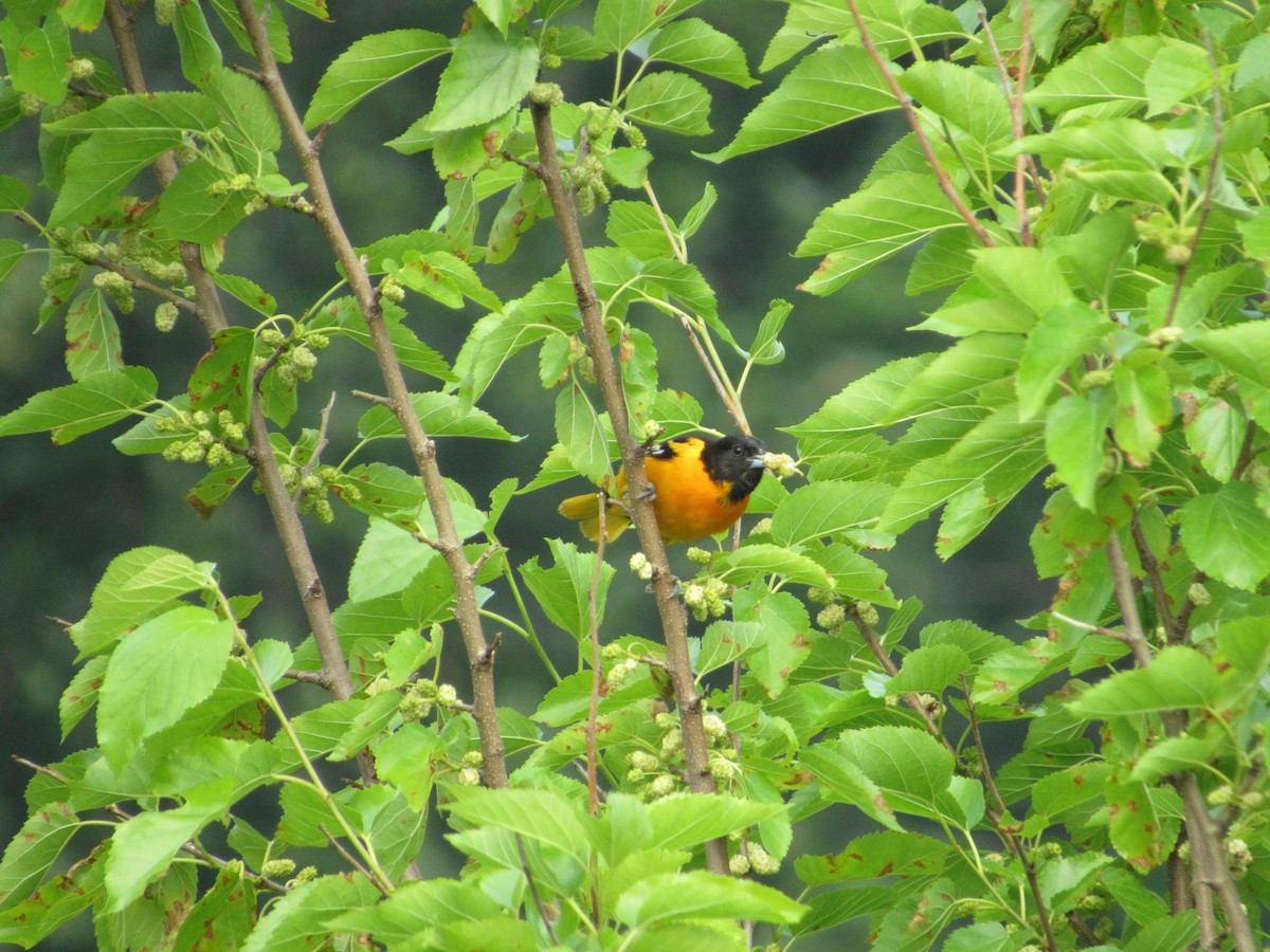 Baltimore Oriole - ML620303318