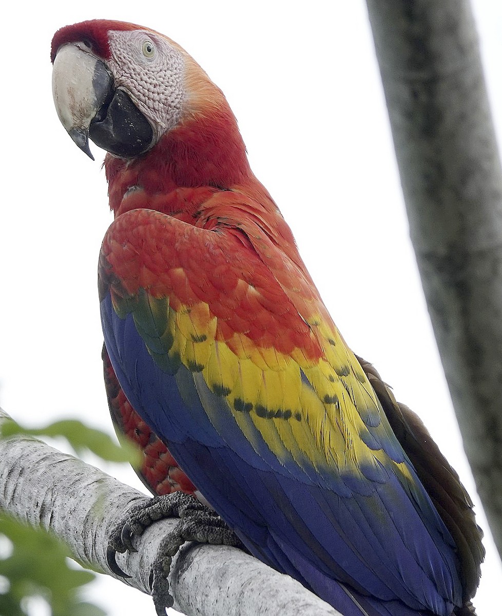 Scarlet Macaw - ML620303319