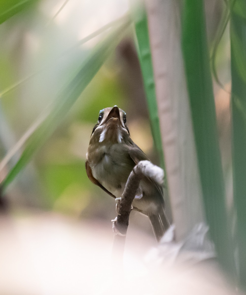 Tody Motmot - ML620303325