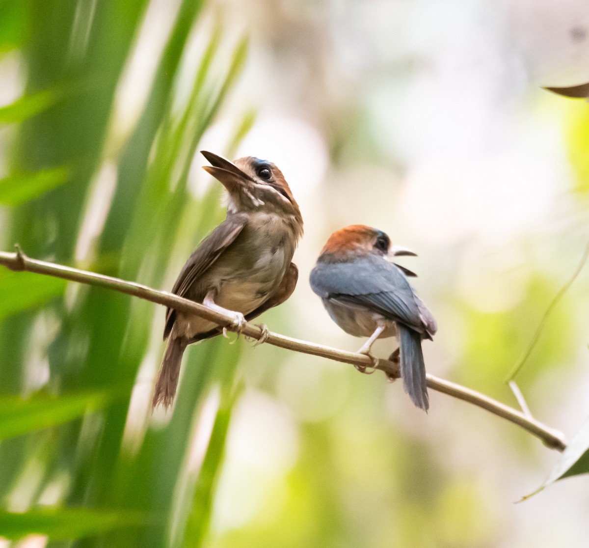 Zwergmotmot - ML620303326