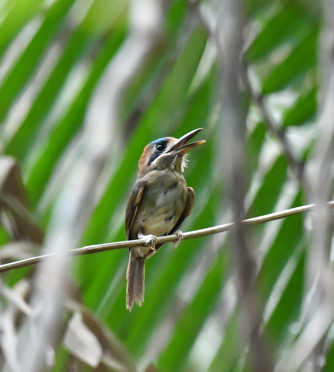 Zwergmotmot - ML620303327