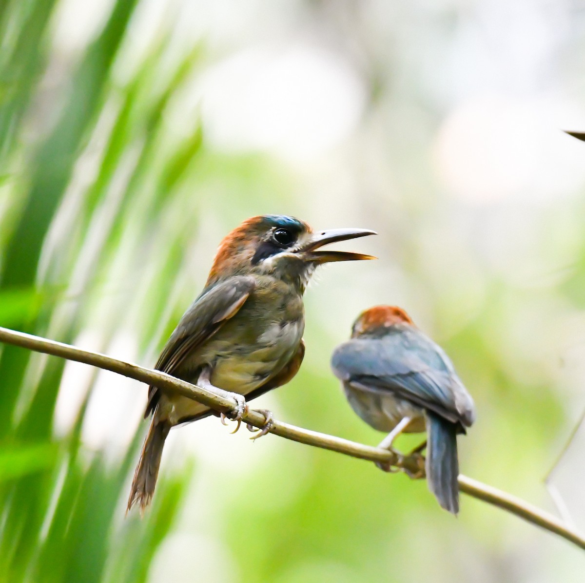 Tody Motmot - ML620303328