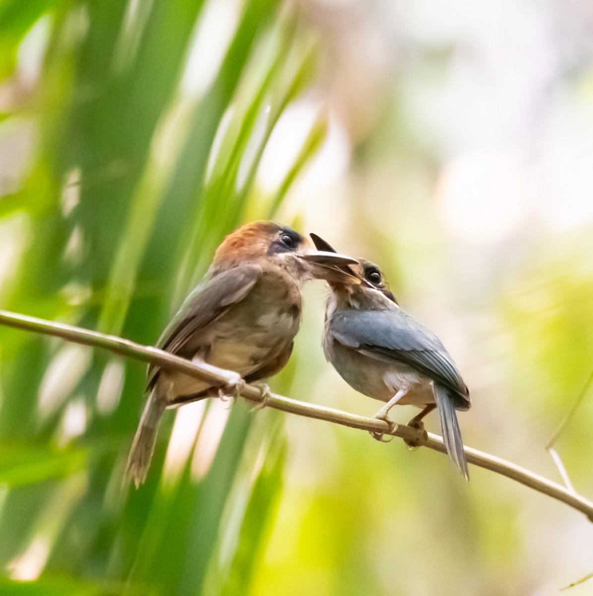 Tody Motmot - ML620303329