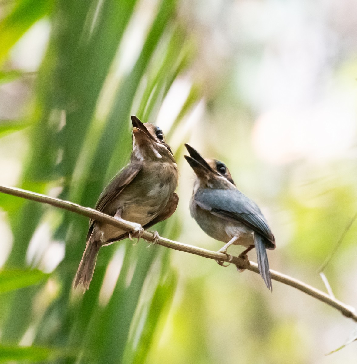 Zwergmotmot - ML620303330