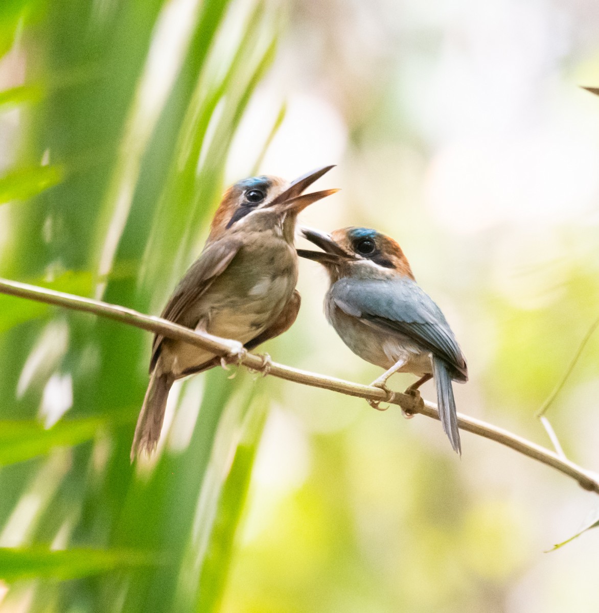 Tody Motmot - Abimael Moralez