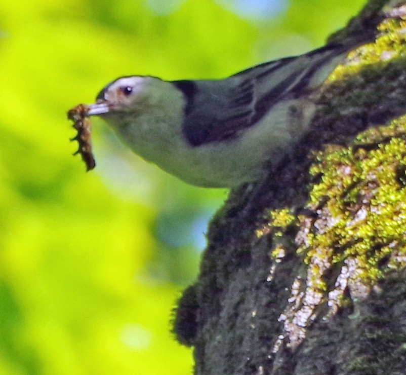 ムナジロゴジュウカラ（carolinensis） - ML620303332