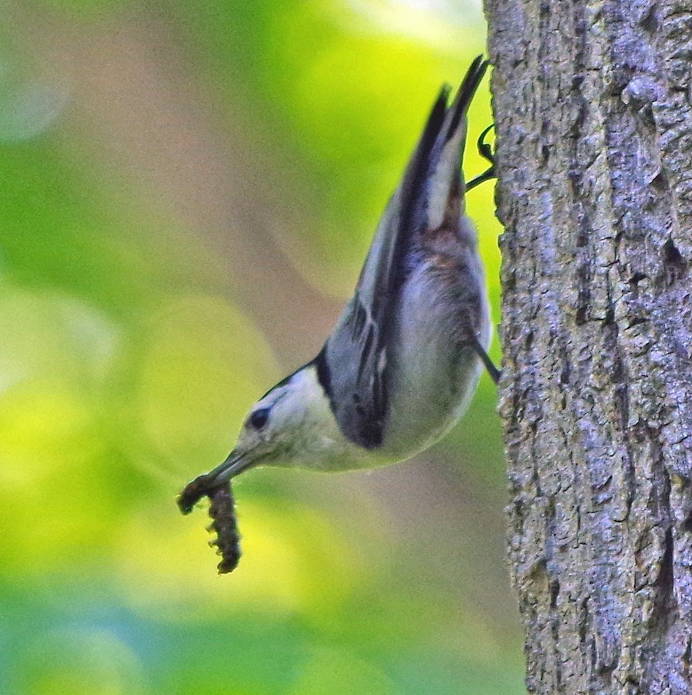 White-breasted Nuthatch (Eastern) - ML620303333