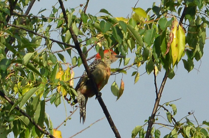 Red-bellied Woodpecker - ML620303334