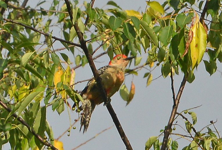 Red-bellied Woodpecker - ML620303335