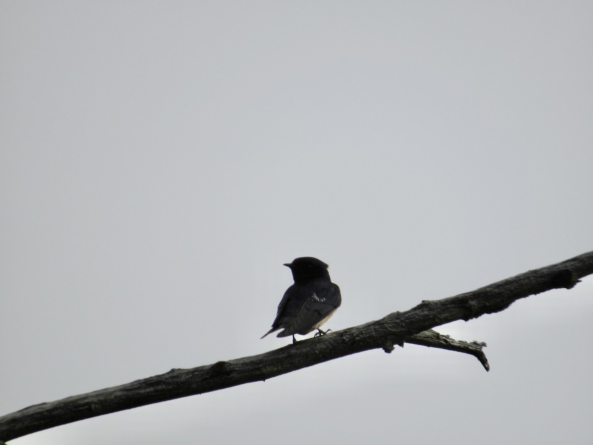 Barn Swallow - ML620303337