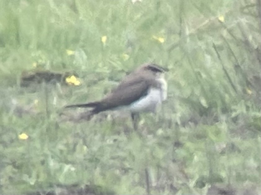 Collared Pratincole - ML620303339