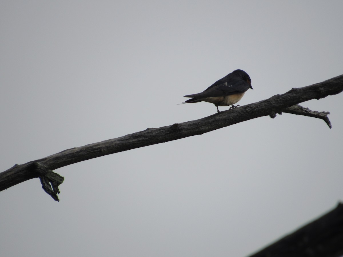 Barn Swallow - ML620303341