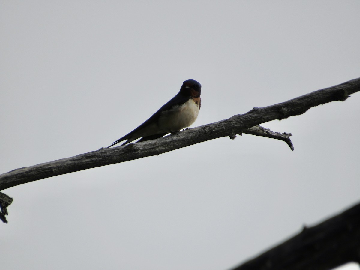 Barn Swallow - ML620303342