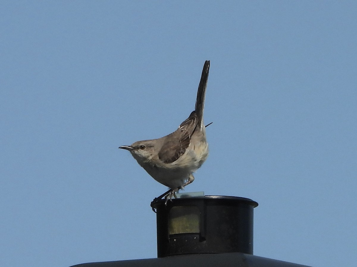 Northern Mockingbird - ML620303343