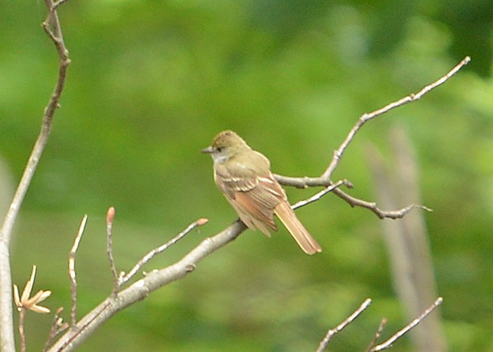 Great Crested Flycatcher - ML620303345