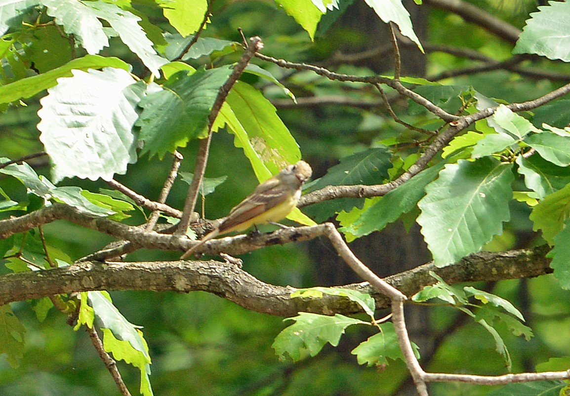 Great Crested Flycatcher - ML620303346
