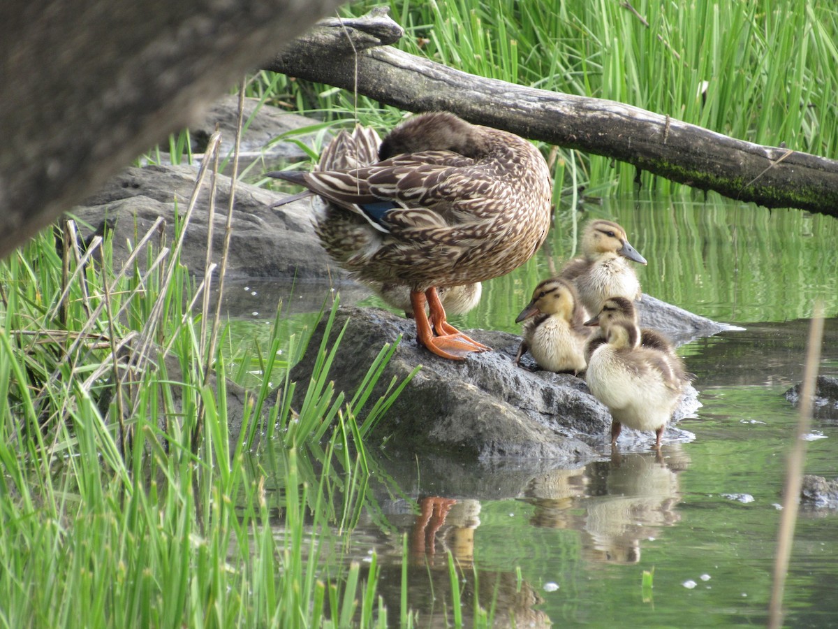 Canard colvert - ML620303347