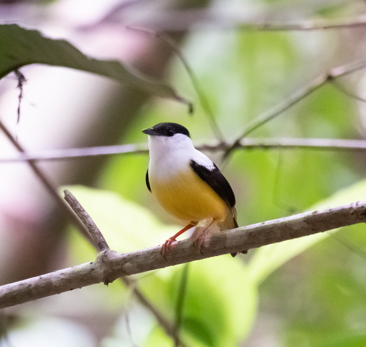 White-collared Manakin - ML620303351