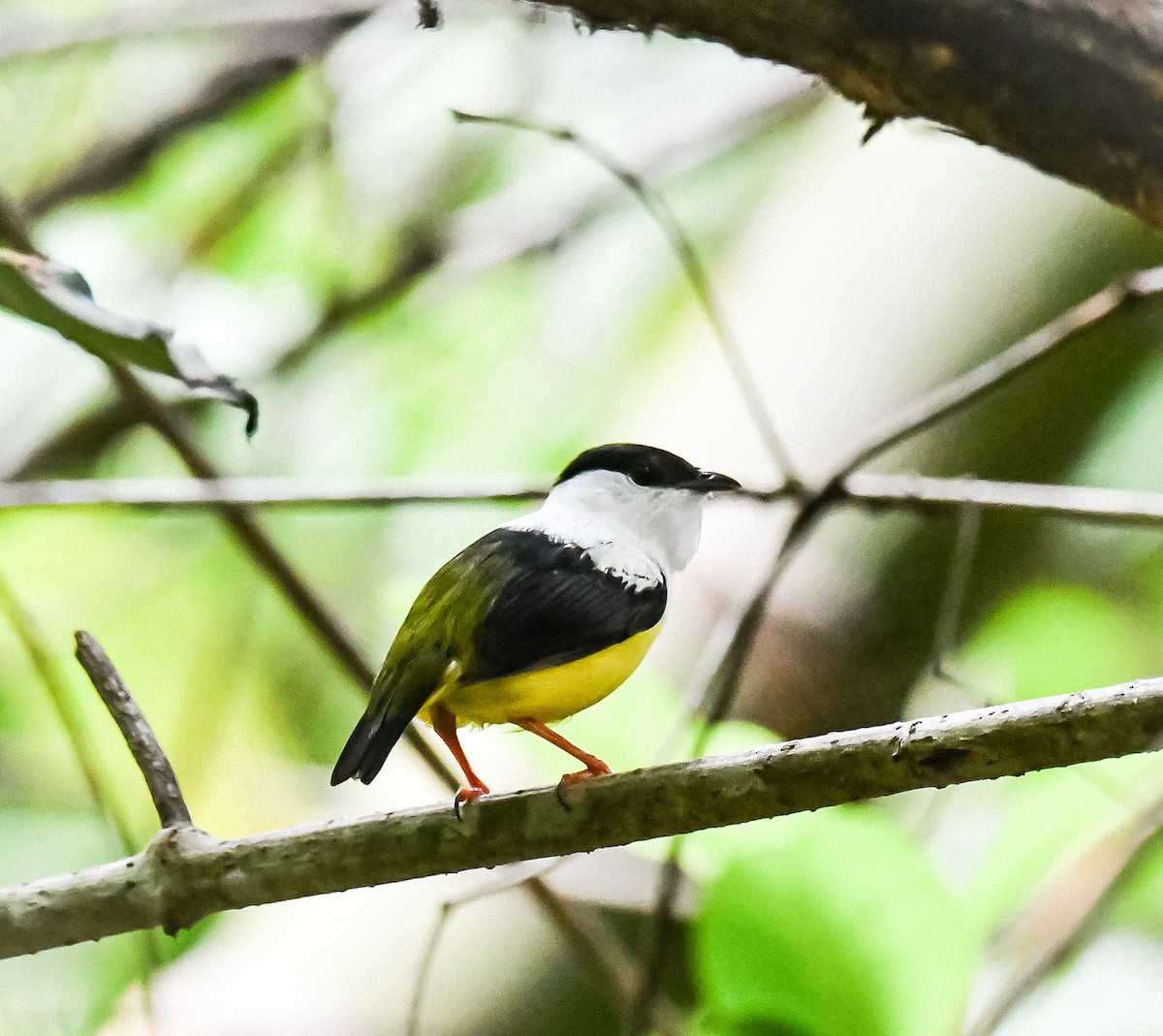 White-collared Manakin - ML620303353