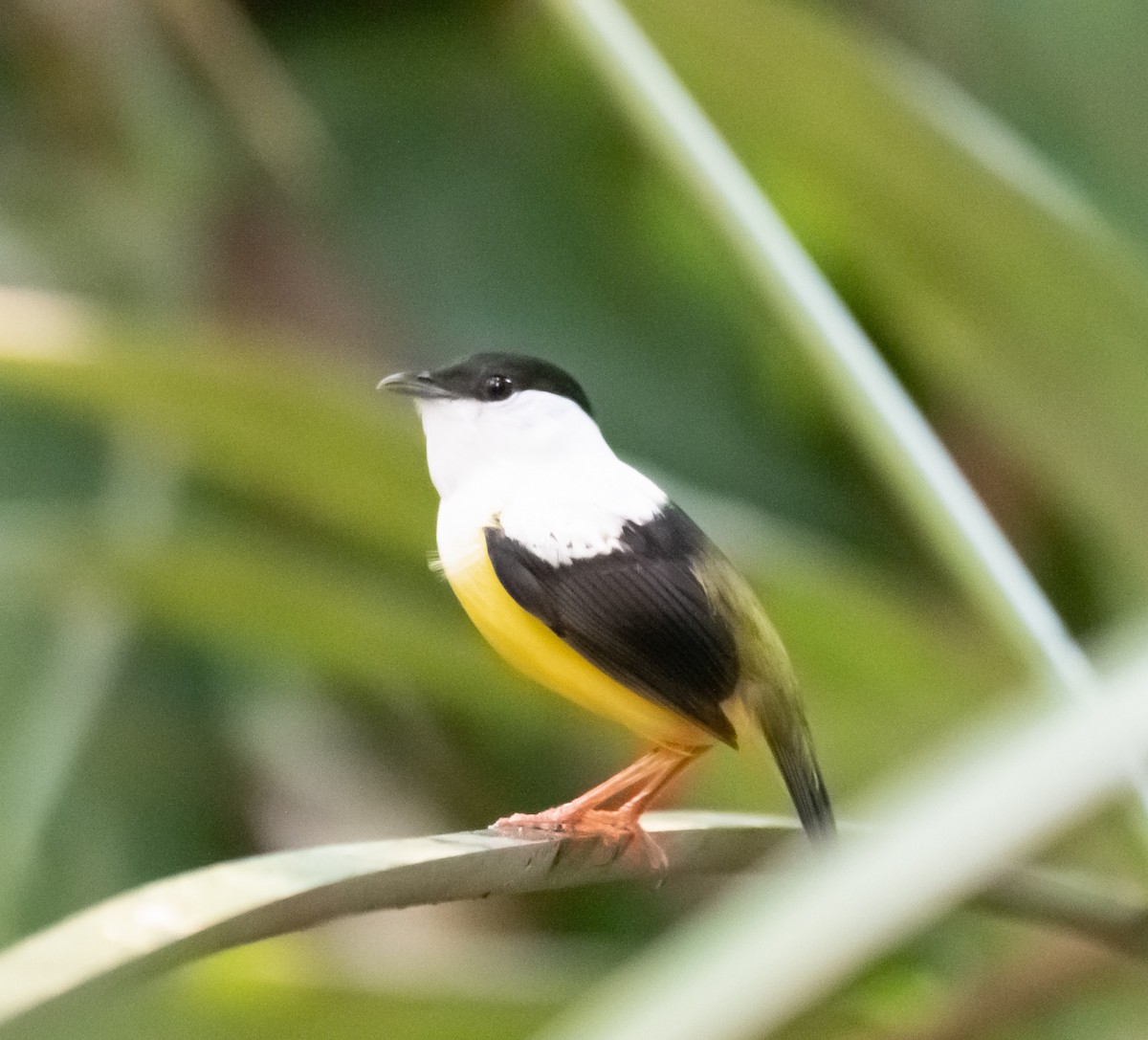 White-collared Manakin - ML620303355