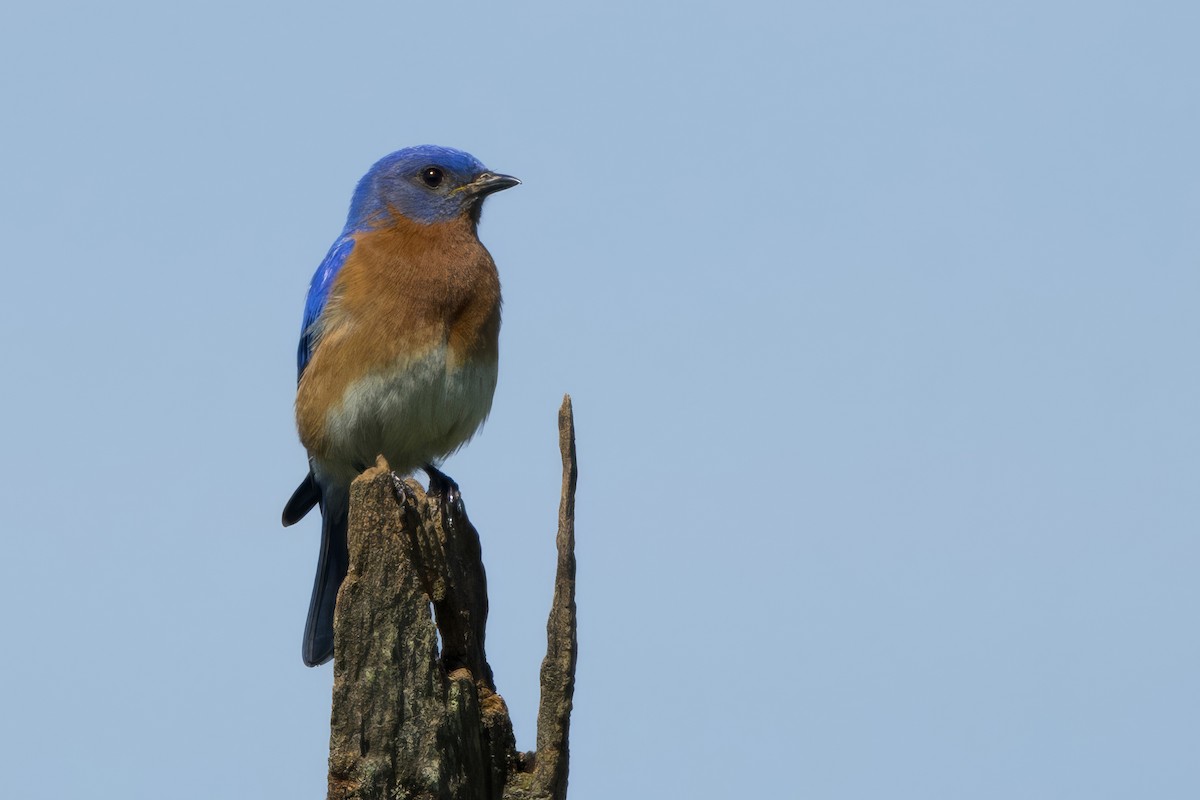 Eastern Bluebird - ML620303358